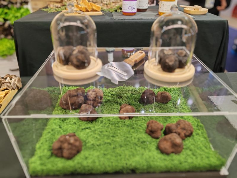 Exposició de tòfona negra silvestre