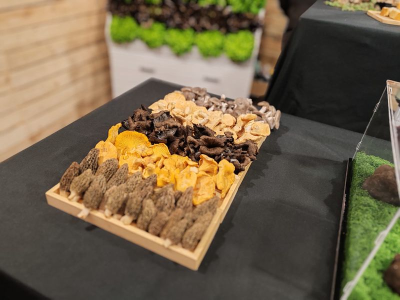 Selection of wild mushrooms