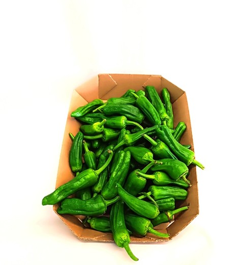 Pimiento del Padrón