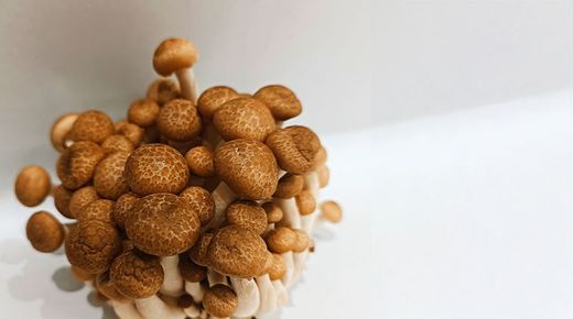 SETA DE CULTIVO