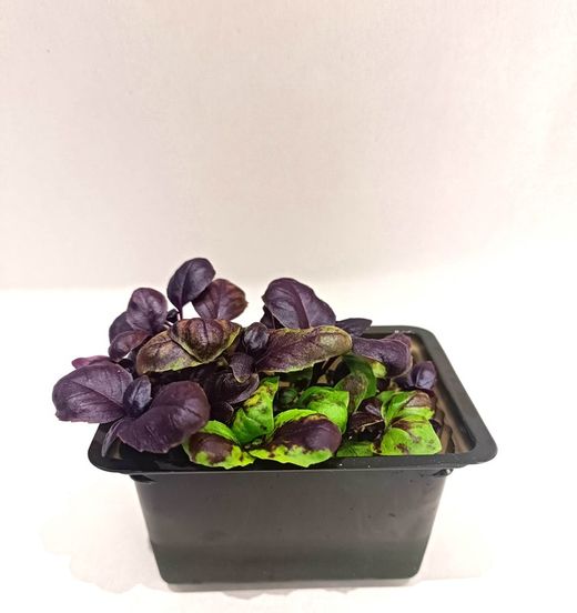 Brote Albahaca