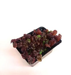 Brote de Shiso Purpura