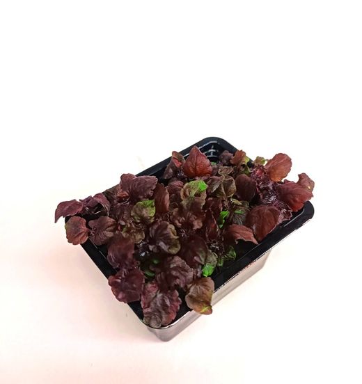 Brote de Shiso Purpura
