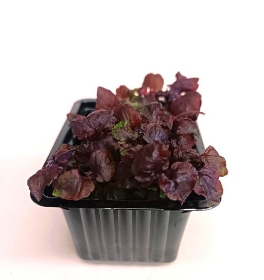 Brote de Shiso Purpura