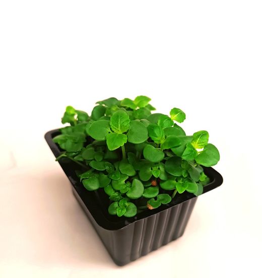 Brote de Shiso Verde
