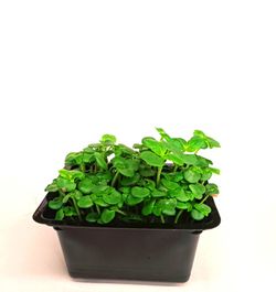 Brote de Shiso Verde