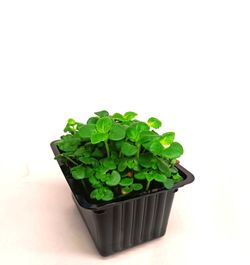 Brote de Shiso Verde