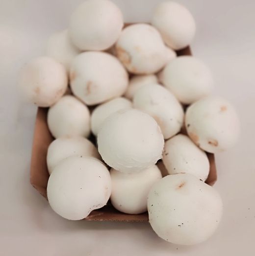 Champiñon Limpio