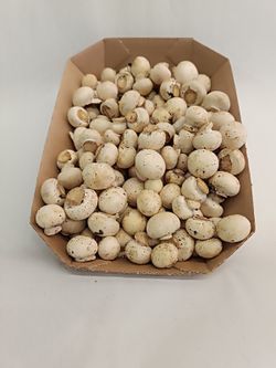 Champiñon Mini