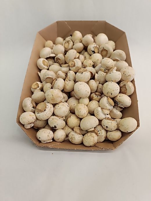 Champiñon Mini