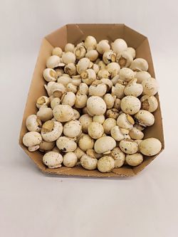 Champiñon Mini