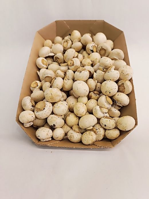 Champiñon Mini