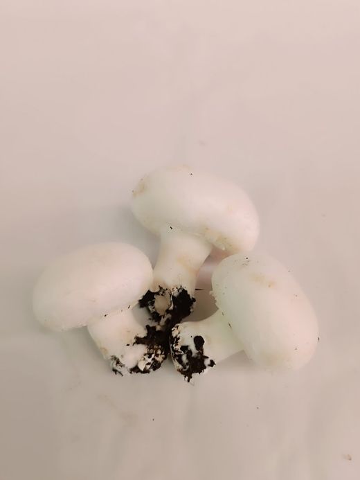 Champiñon Pie Tierra