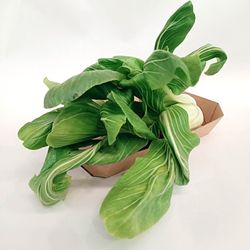 Col Asiática ( Pak  Choi )