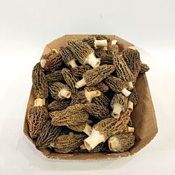 Colmenilla (Morchella spp.)