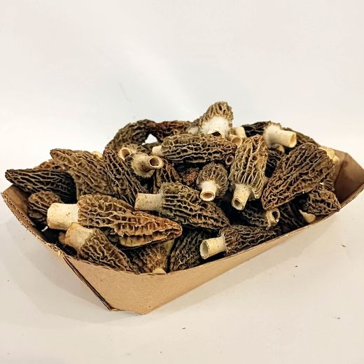 Colmenilla (Morchella spp.)