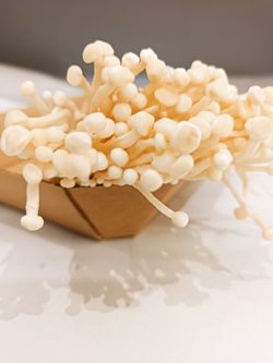 Enoki (Flammulina velutipes)