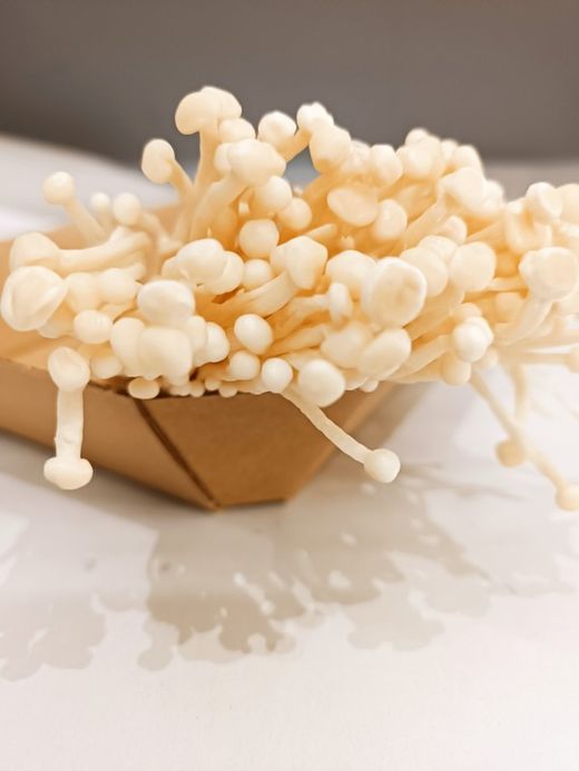 Enoki (Flammulina velutipes)