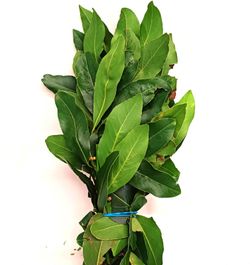 Fresh laurel