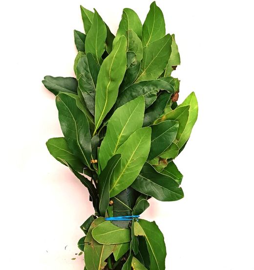 Laurel Fresco