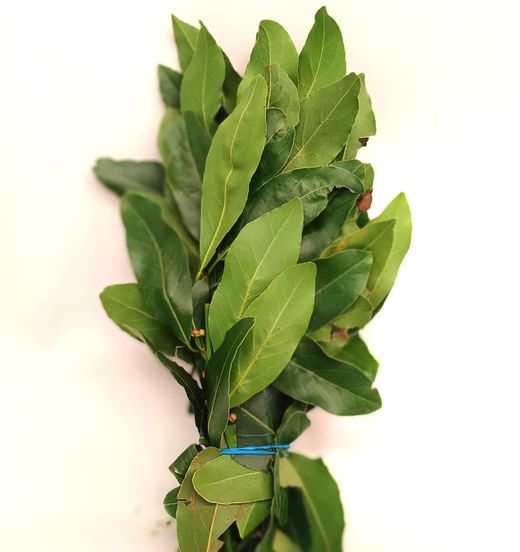 Fresh laurel