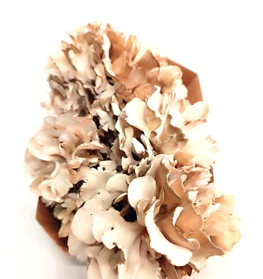 Maitake
