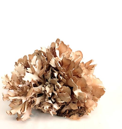 Maitake