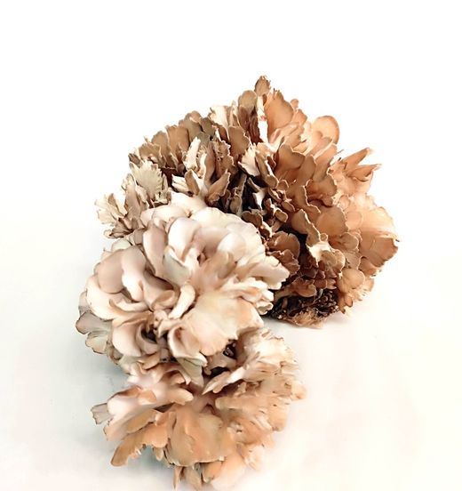 Maitake