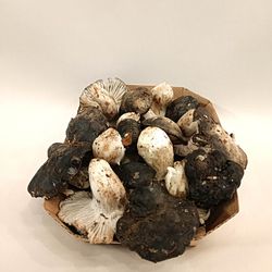 Marzuelo (Hygrophorus marzuolus)
