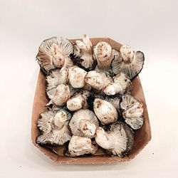 Marzuelo (Hygrophorus marzuolus)