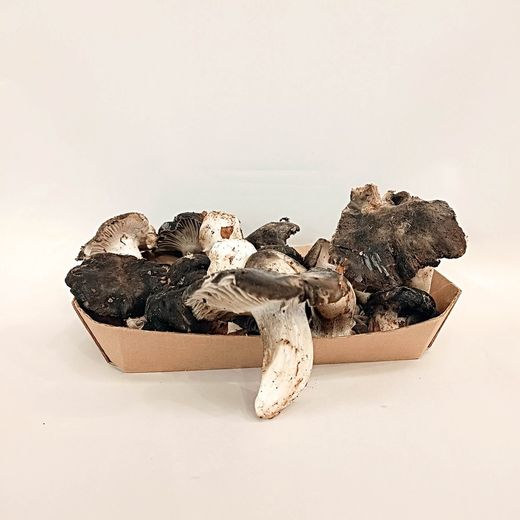 Marzuelo (Hygrophorus marzuolus)