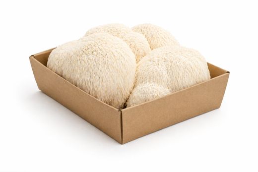 Melena de león (Hericium erinaceus)