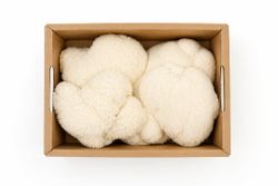 Melena de león (Hericium erinaceus)