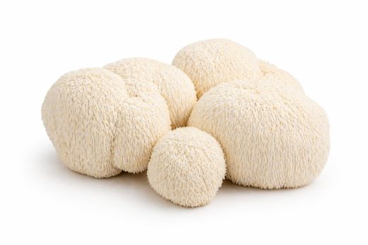 Melena de león (Hericium erinaceus)