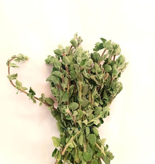 Oregano Fresco