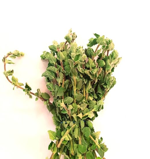 Fresh Oregano