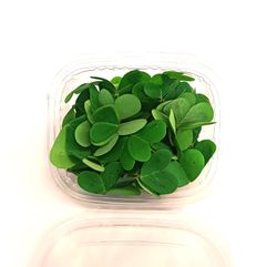 Oxalis Verde