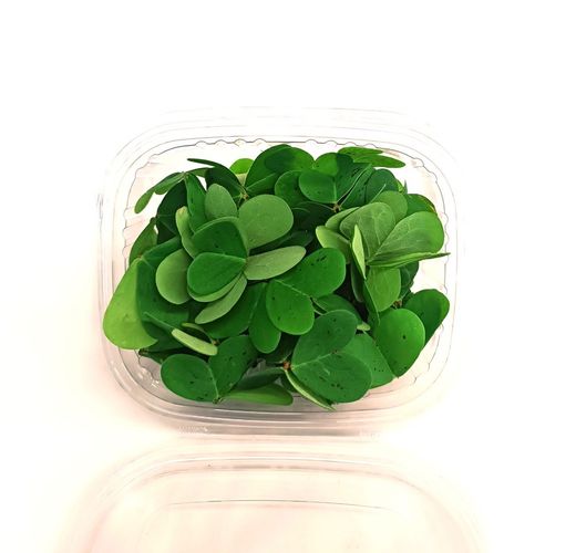 Oxalis Verde