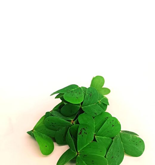 Oxalis Verde