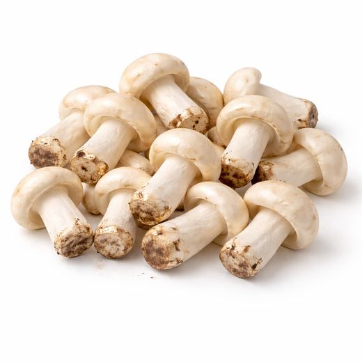 Perrechico (Calocybe gambosa)