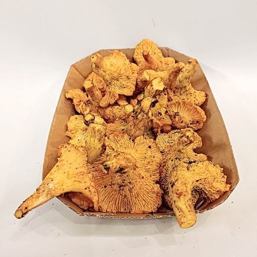 Rebozuelo (Cantharellus cibarius)