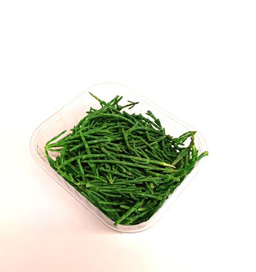 Salicornia