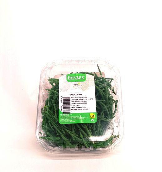 Salicornia