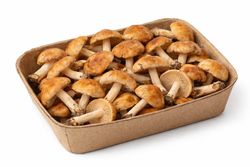 Senderuela (Marasmius oreades)