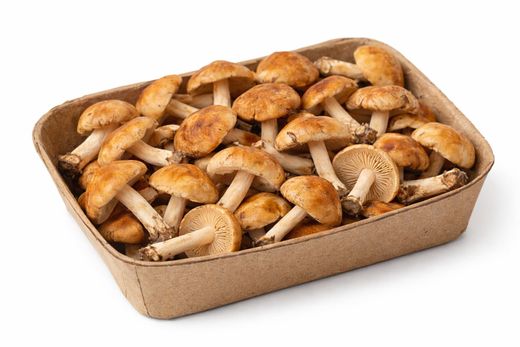 Senderuela (Marasmius oreades)