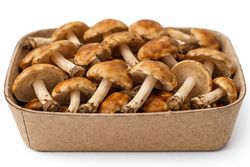 Senderuela (Marasmius oreades)