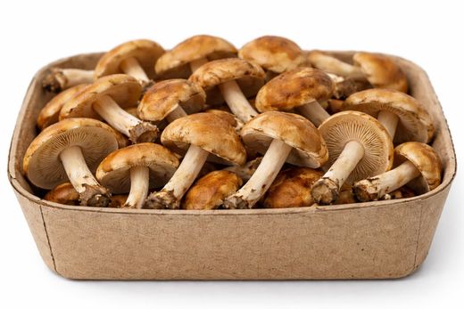 Senderuela (Marasmius oreades)