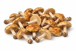 Senderuela (Marasmius oreades)