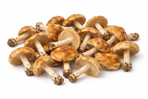Senderuela (Marasmius oreades)