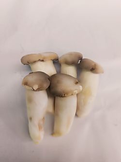 Oyster Mushroom (Eryngii)